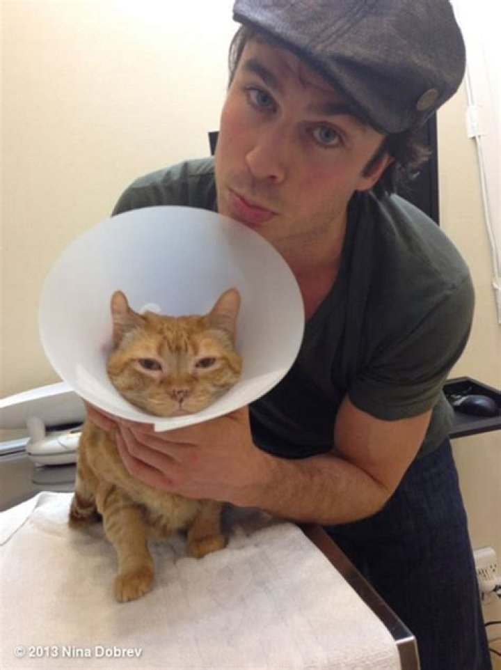 Nina Dobrev & Ian Somerhalder Rush Cat Moke To The Hospital — Pics