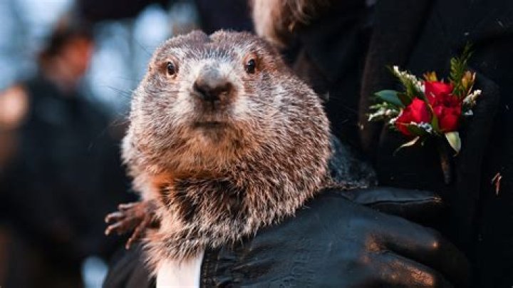 Punxsutawney Phil — Pictures Of 2018 Groundhog Day